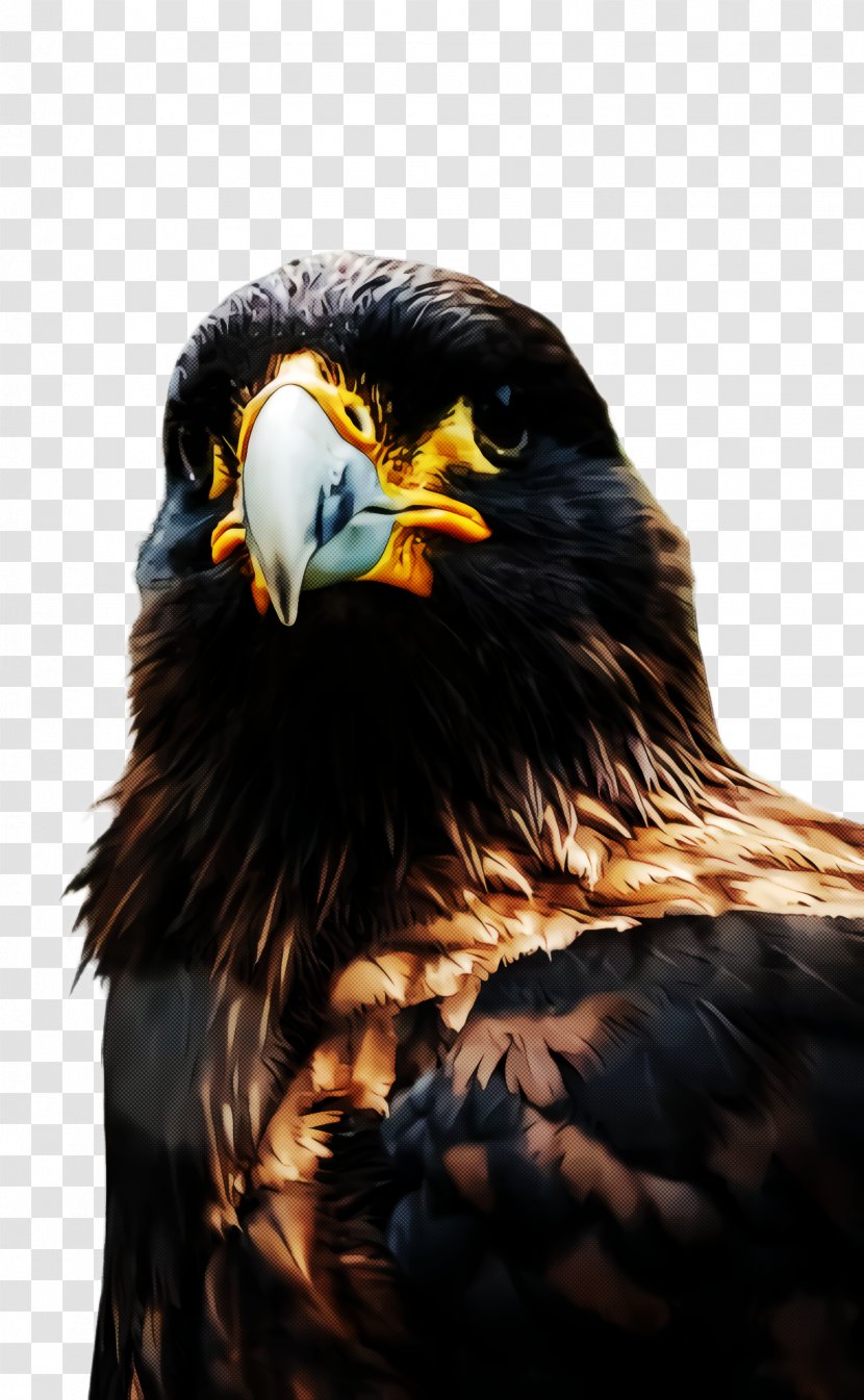 Bird Eagle Beak Of Prey Golden - Hawk Falconiformes Transparent PNG