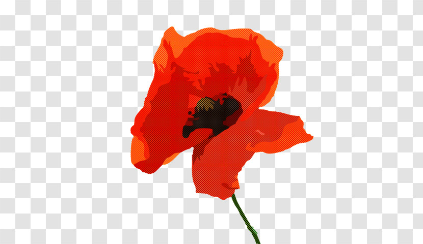 Common Poppy Oriental Poppy Poppy California Poppy Petal Transparent PNG