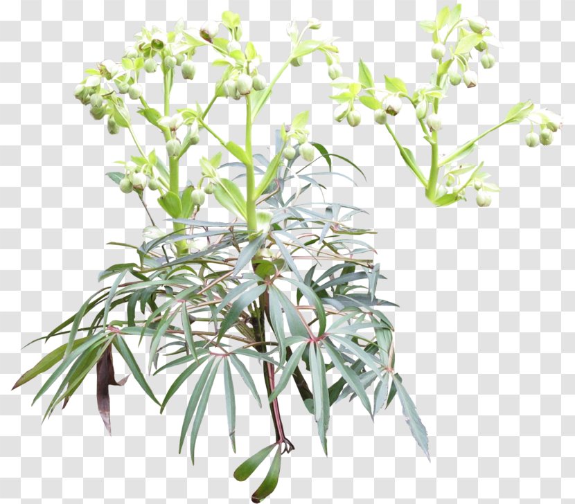 Art Hellebore Plant Stem Subshrub - Shrub - Helleboreae Transparent PNG
