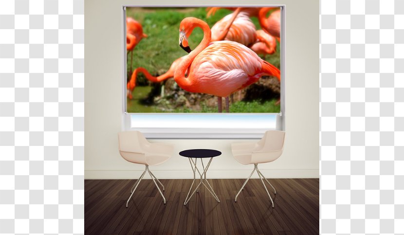 Plastic Flamingo Bird Greater Image - Photography - Roller Blinds Transparent PNG