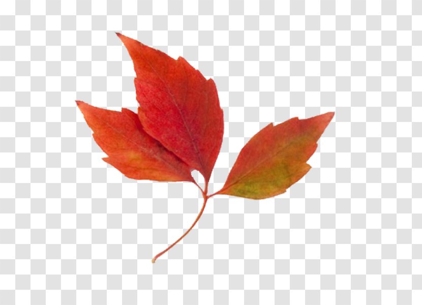 Autumn Leaf Color Clip Art - Clipart Transparent PNG