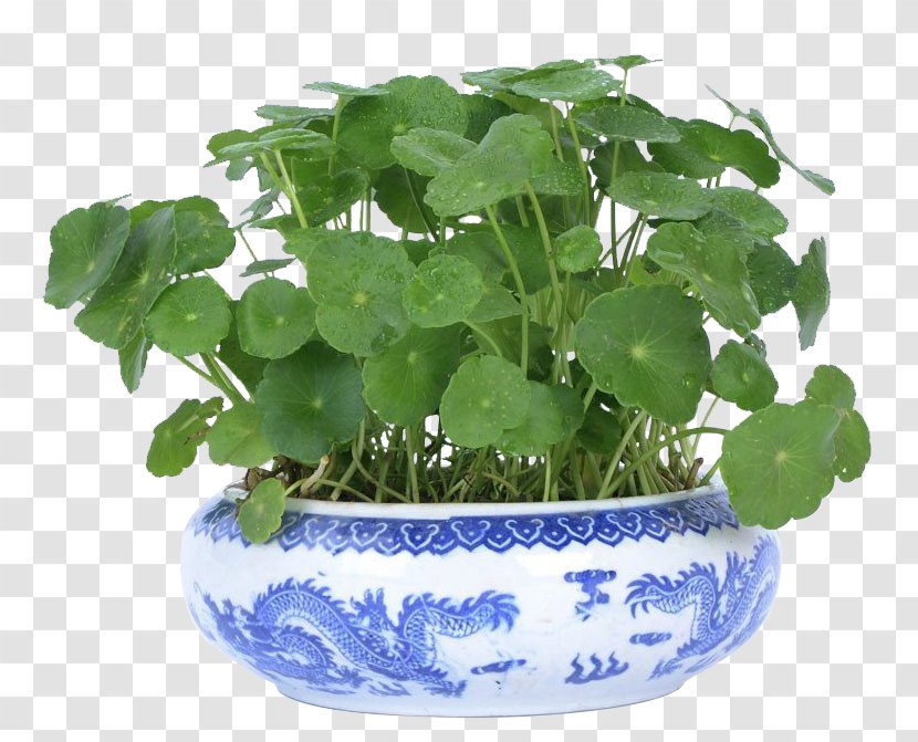 Ornamental Plant Flowerpot Bonsai - Herbaceous - Coins Grass Home Plants Transparent PNG