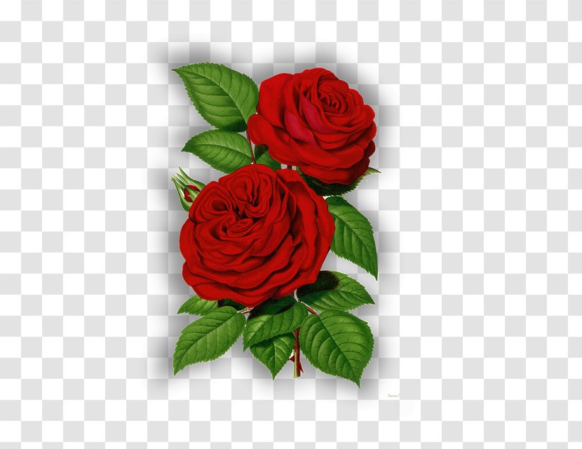 Image Clip Art Day Flower Graphics - Plant - Red Roses Frame Transparent PNG