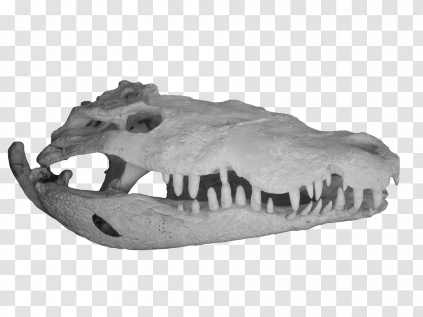 Alligator DeviantArt Crocodile Skull Transparent PNG