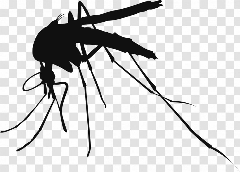 Mosquito Control Insect Vector Mosquito-borne Disease - Arthropod Transparent PNG