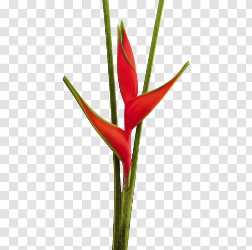 False Bird Of Paradise Cut Flowers Bract Bud - Hummingbird - Flower Transparent PNG