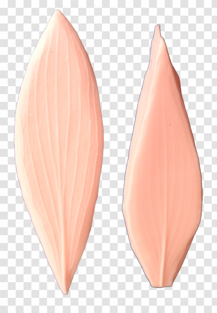 Pig's Ear Pink M RTV - LEAF PETALS Transparent PNG