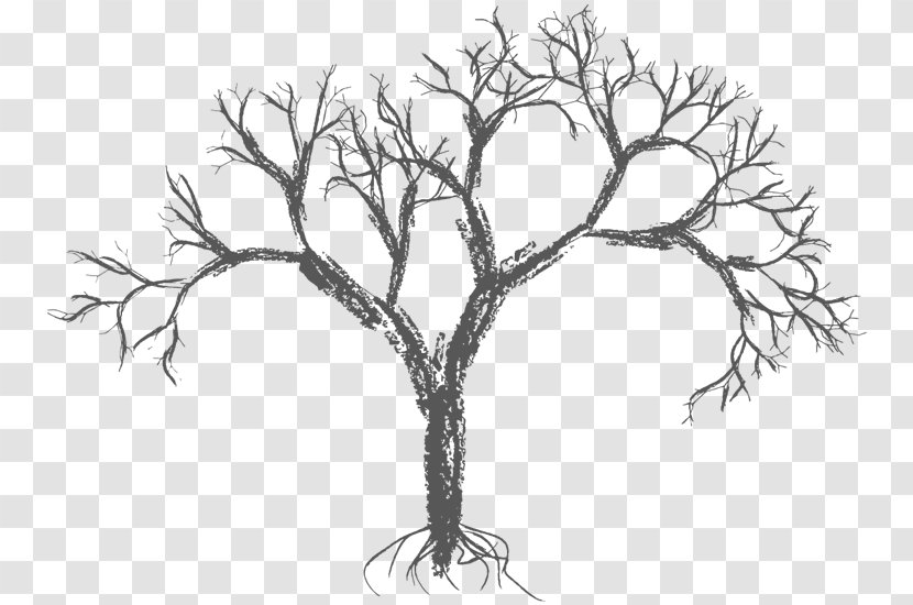 Drawing Tree - Twig Transparent PNG