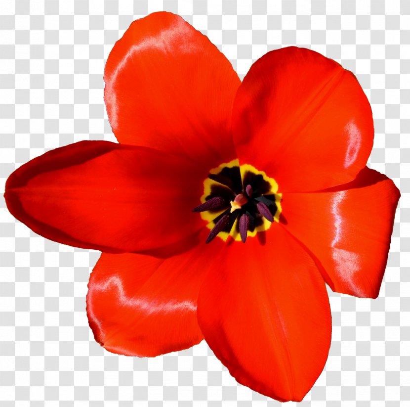 Flower Tulip Petal Microsoft PowerPoint Presentation - Red - Crown Transparent PNG
