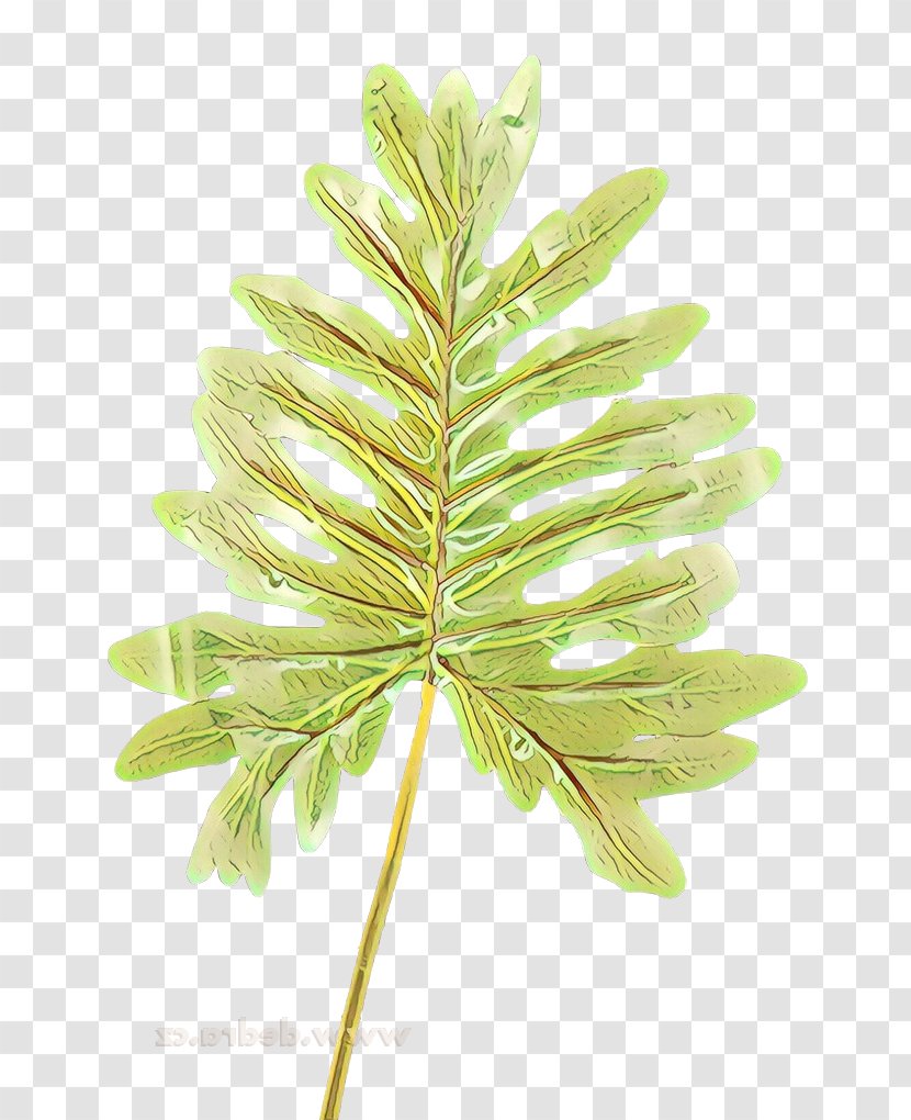 Leaf Plant White Pine Flower Tree - Cartoon - Stem Flowering Transparent PNG