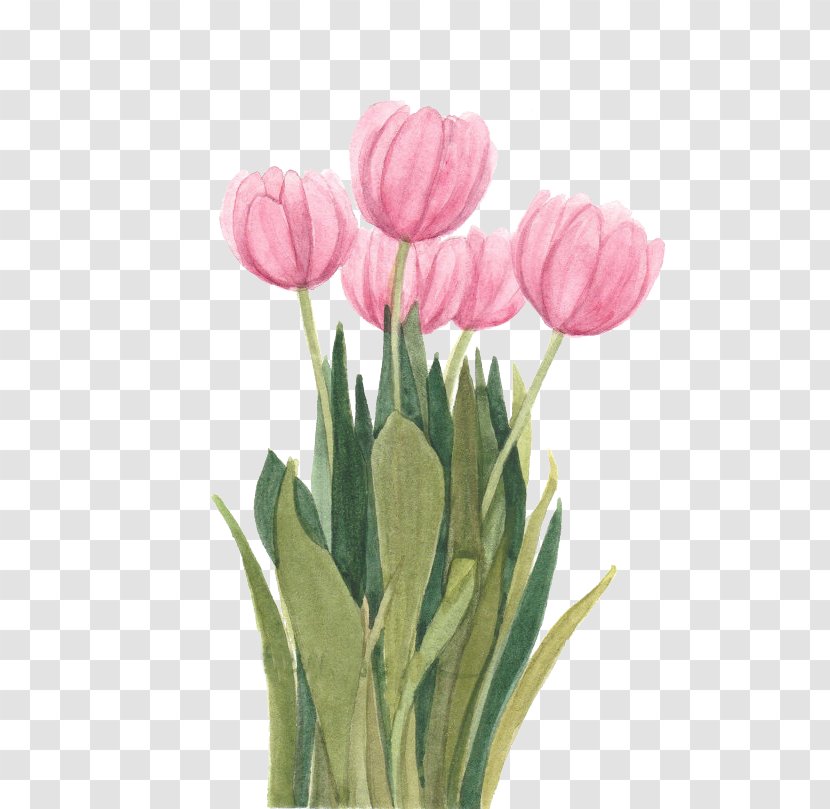 Tulip Watercolor Painting Floral Design Flower - Lily Family Transparent PNG