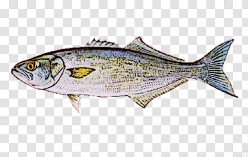 Bluefish Herring Seafood Fishing - Marine Biology Transparent PNG