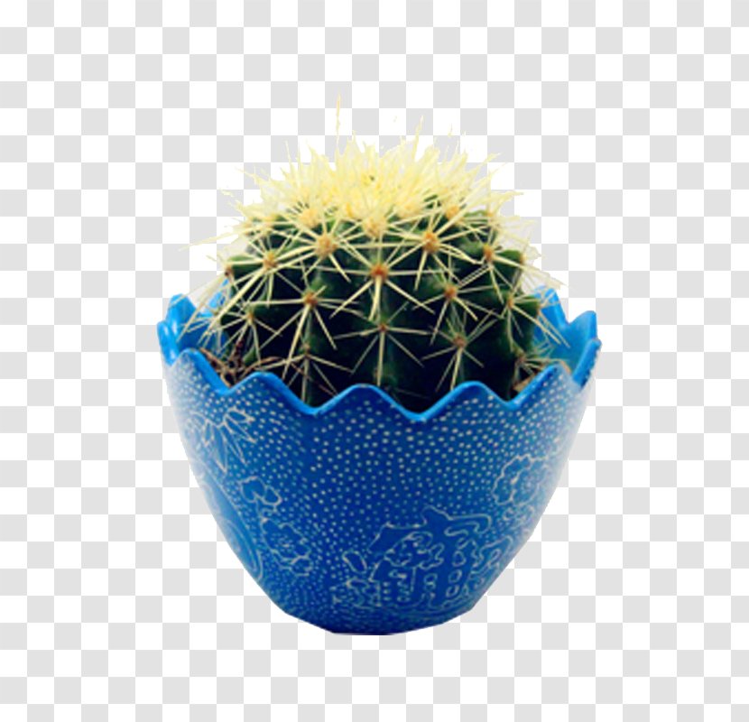 Cactaceae Light Succulent Plant Blue - Potted Cactus Transparent PNG