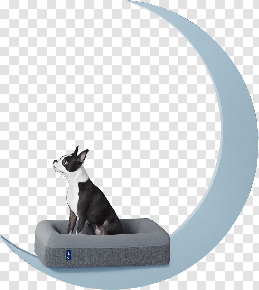Cat Boston Terrier Maltese Dog Pet Novosbed - Dogcat Relationship Transparent PNG