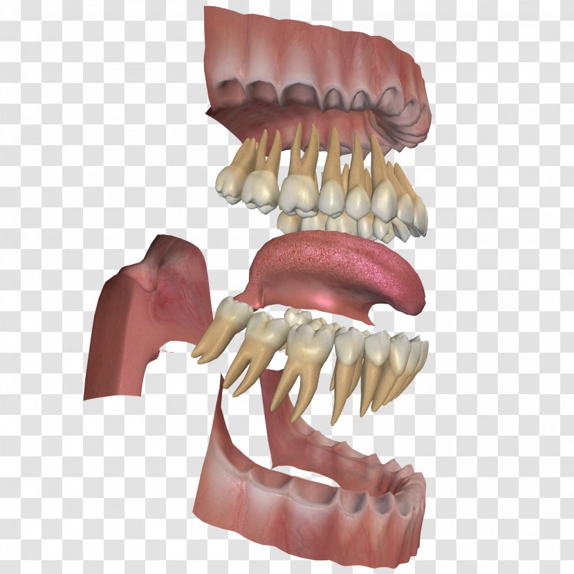Human Tooth Gums Dental Anatomy Jaw - Teeth Transparent PNG