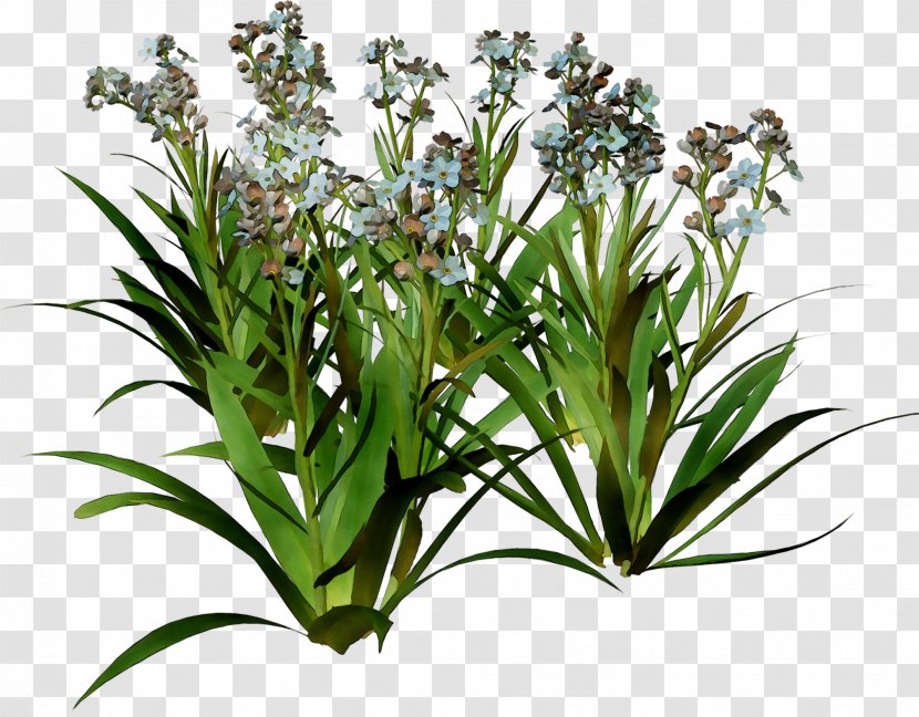 Grasses Flower Terrestrial Plant Herb Plants - Flowering - Grass Transparent PNG