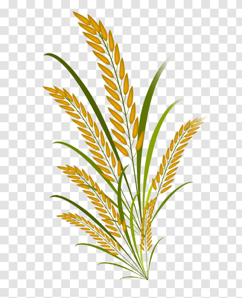 Palm Leaf - Rice Bran Oil - Herbaceous Plant Houseplant Transparent PNG