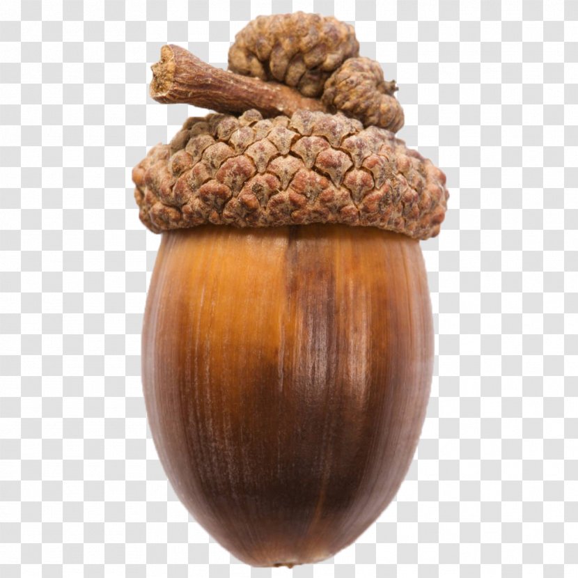 Acorn Nut Oak - Brown Transparent PNG