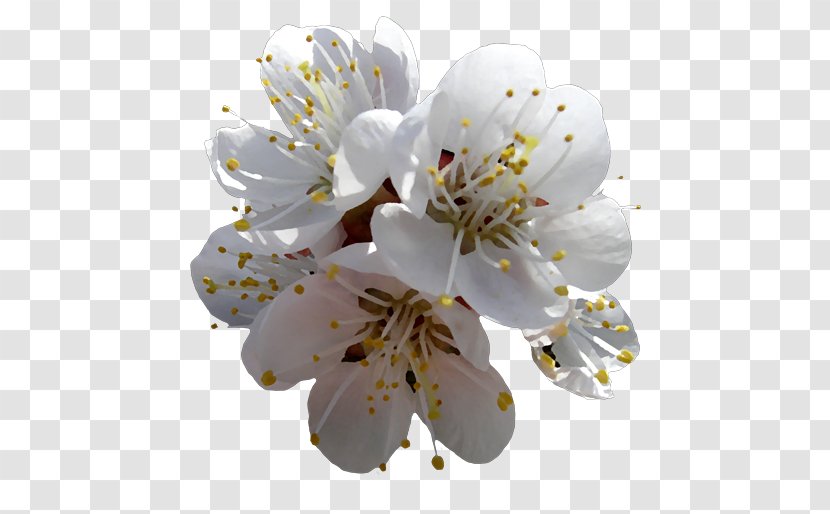 Flower Photography Cerasus Petal - Cherry Blossom Transparent PNG