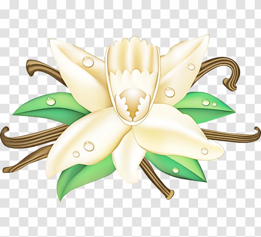 White Green Lily Flower Plant - Petal Transparent PNG