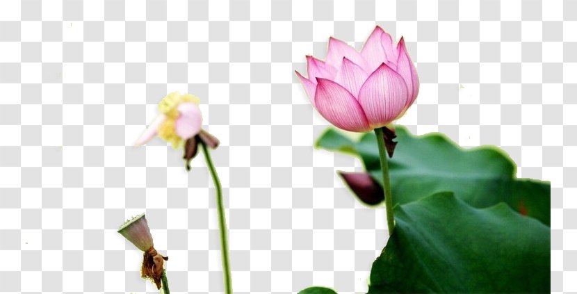 Nelumbo Nucifera Water Lilies Lotus Effect Root - Petal - Leaf Transparent PNG