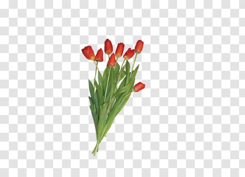 Tulip Flower Clip Art - Seed Plant Transparent PNG