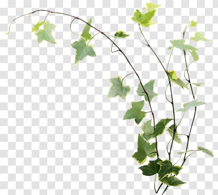 Twig Adobe Photoshop Flowerpot Plant Stem - Bellflower - Leaves tree Transparent PNG