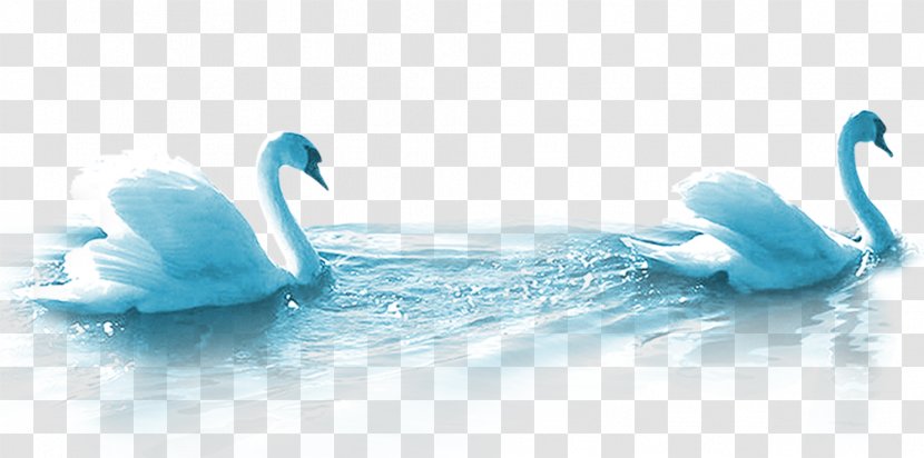 Cygnini Mooncake Duck - Blue Swan Transparent PNG