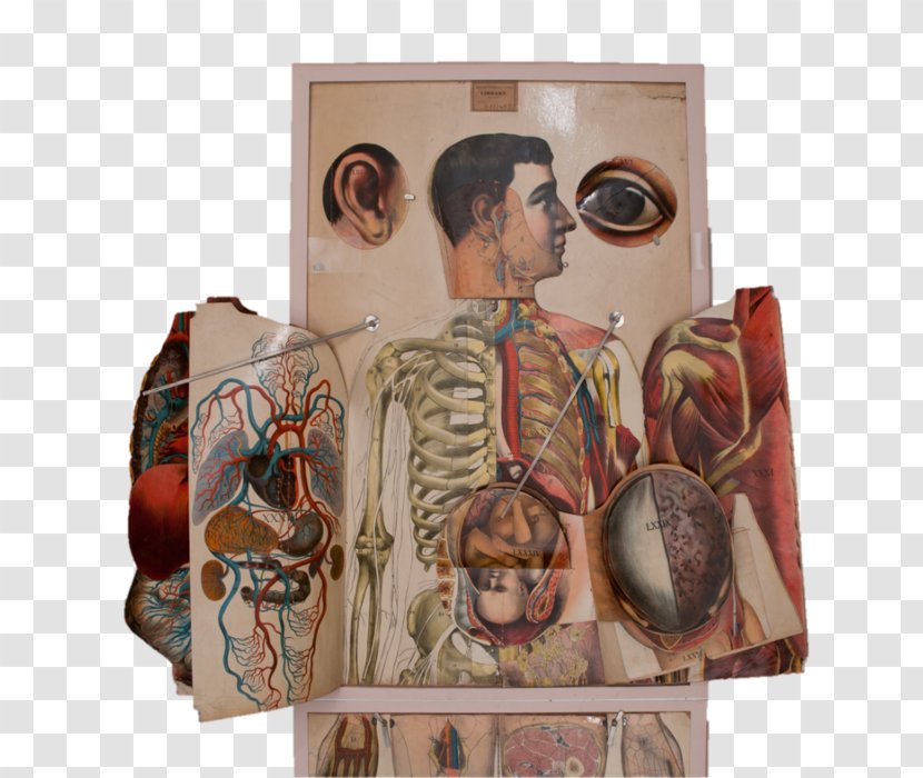 Human Anatomy Anatomical Atlas Body Flap - History Of Transparent PNG