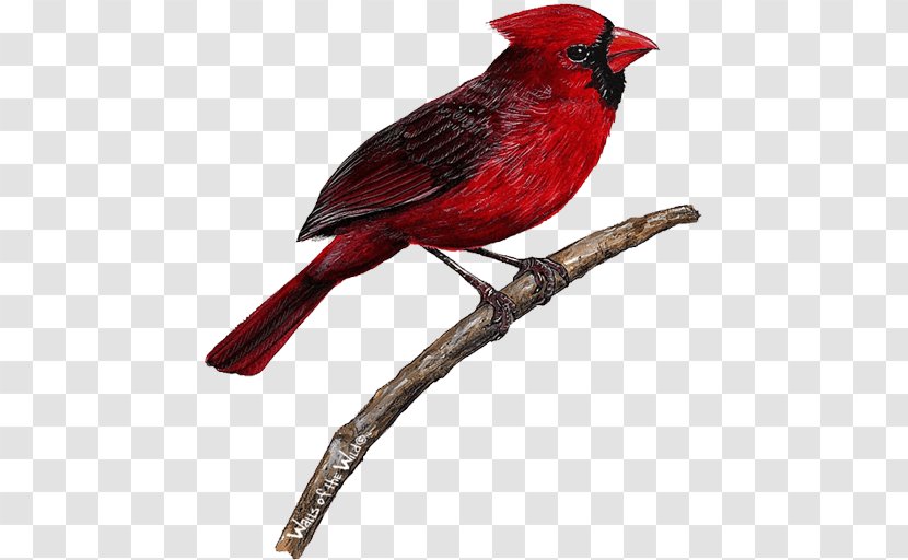 Bird Wall Decal Northern Cardinal - Decorative Arts Transparent PNG