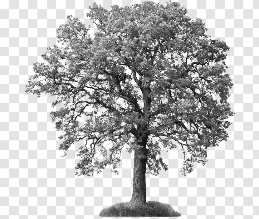 Stock Photography Tree Oak Branch Royalty-free - Monochrome Transparent PNG