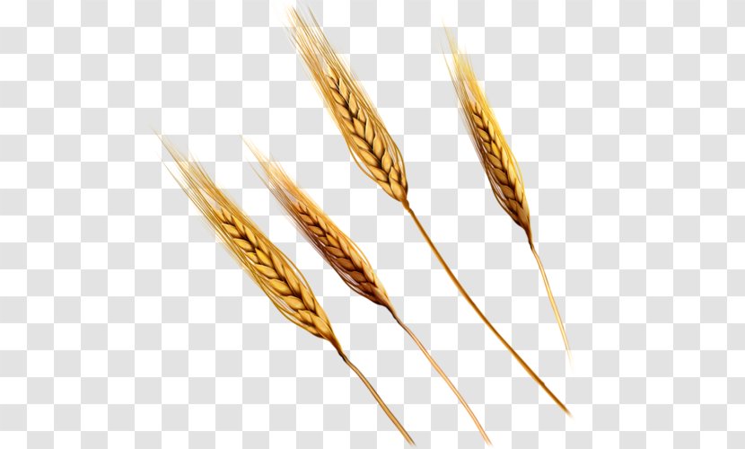 Emmer Einkorn Wheat Ear - Dinkel Transparent PNG