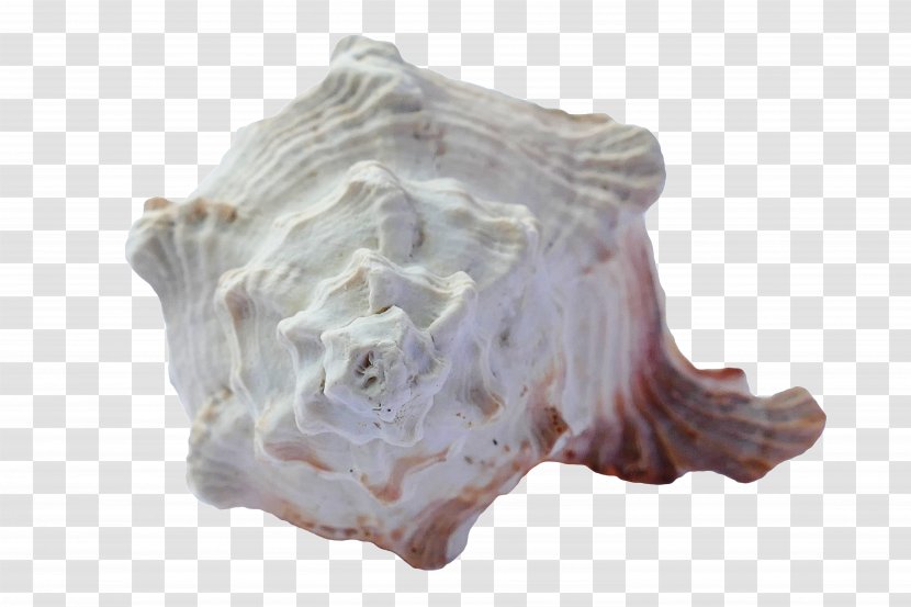 Seashell Shore Sand Shankha - Shellfish Transparent PNG