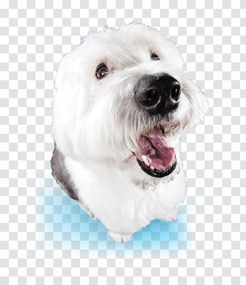 Maltese Dog Havanese West Highland White Terrier Dandie Dinmont Coton De Tulear - Carnivoran - Shampoo Transparent PNG