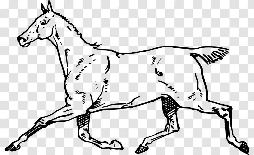 Mule Canter And Gallop Mustang Clip Art - Line Transparent PNG