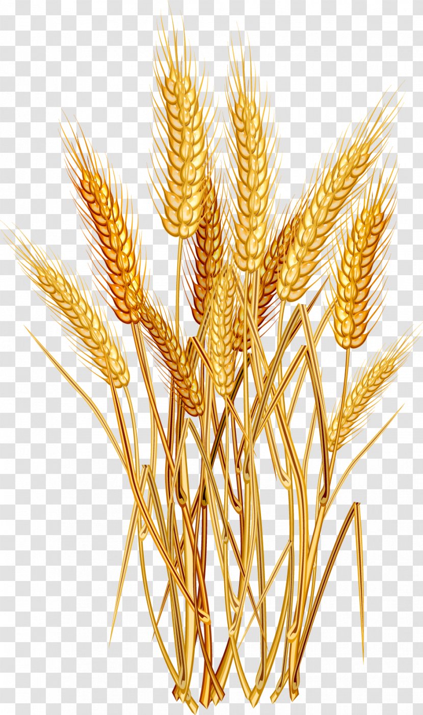 Common Wheat Cereal Ear Clip Art - Flowering Plant - Cartoon Transparent PNG