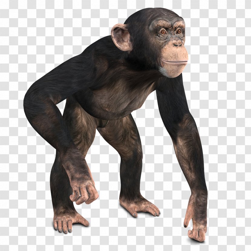Common Chimpanzee Western Gorilla Monkey 3D Computer Graphics - Rendering Transparent PNG