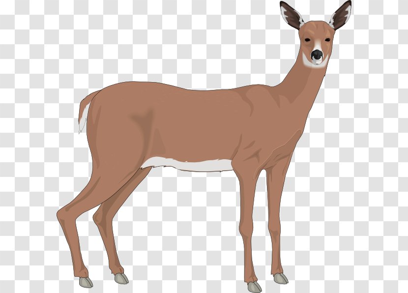 White-tailed Deer Free Content Clip Art - Neck - Staring Cliparts Transparent PNG