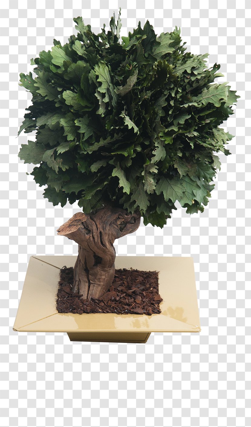 Chinese Sweet Plum Flowerpot Sageretia - Quercus Transparent PNG