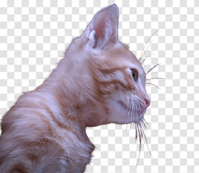 Cat Small To Medium-sized Cats Whiskers Head Nose Transparent PNG