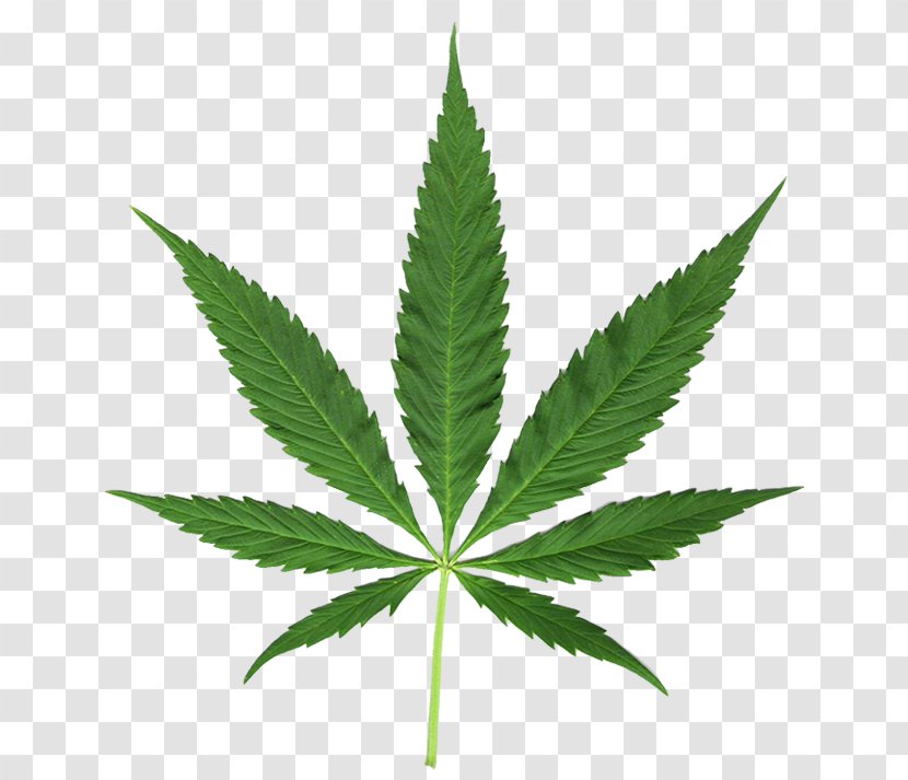 Hemp Medical Cannabis Leaf Clip Art - Plant Transparent PNG