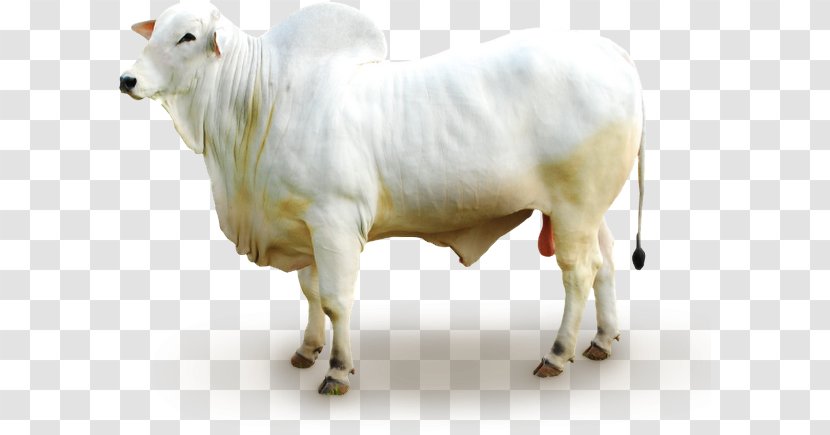Cartoon Bee - Cattle - Animal Figure Cowgoat Family Transparent PNG