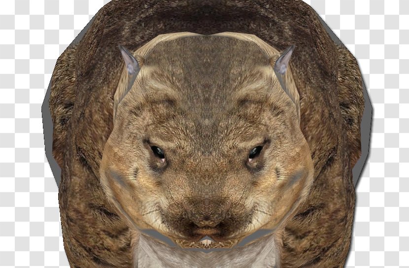 Wombat Rodent Fur Terrestrial Animal Snout Transparent PNG