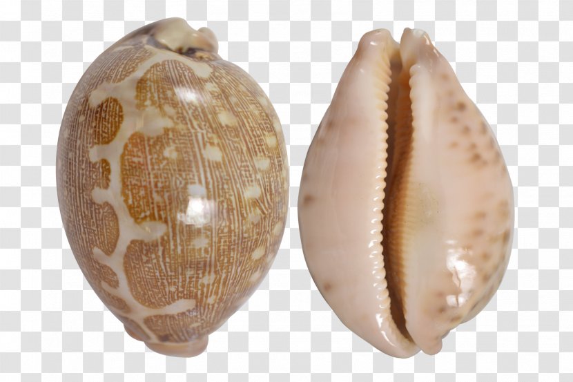 Cypraea Tigris Cockle Clam Seashell Cowry Transparent PNG