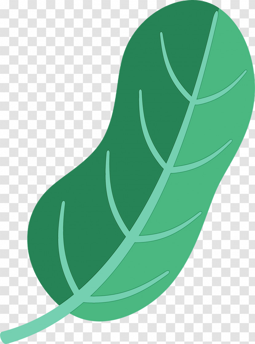Leaf Green Shoe Plants Plant Structure Transparent PNG