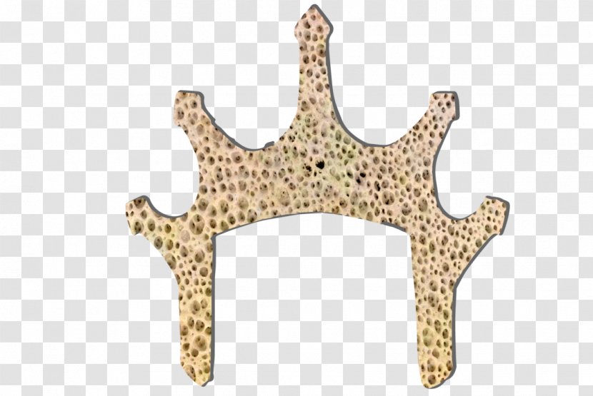 Product Design Starfish Body Jewellery - Animal Figure - Moonshine Transparent PNG