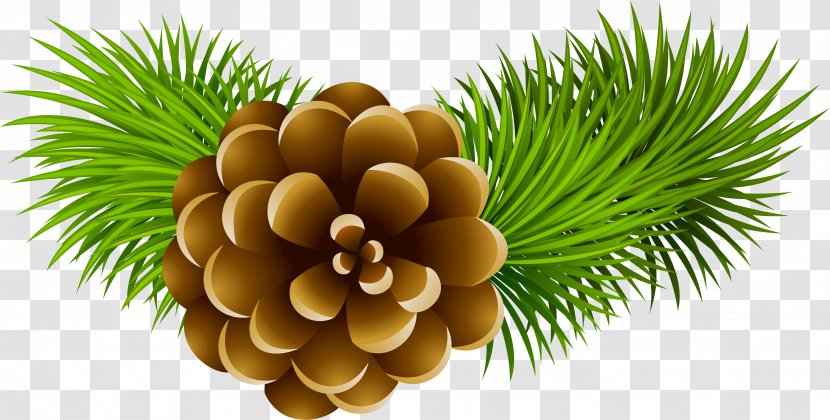 Conifer Cone Stock Photography Pine Clip Art - Family - Creative Christmas Tree Branches Transparent PNG