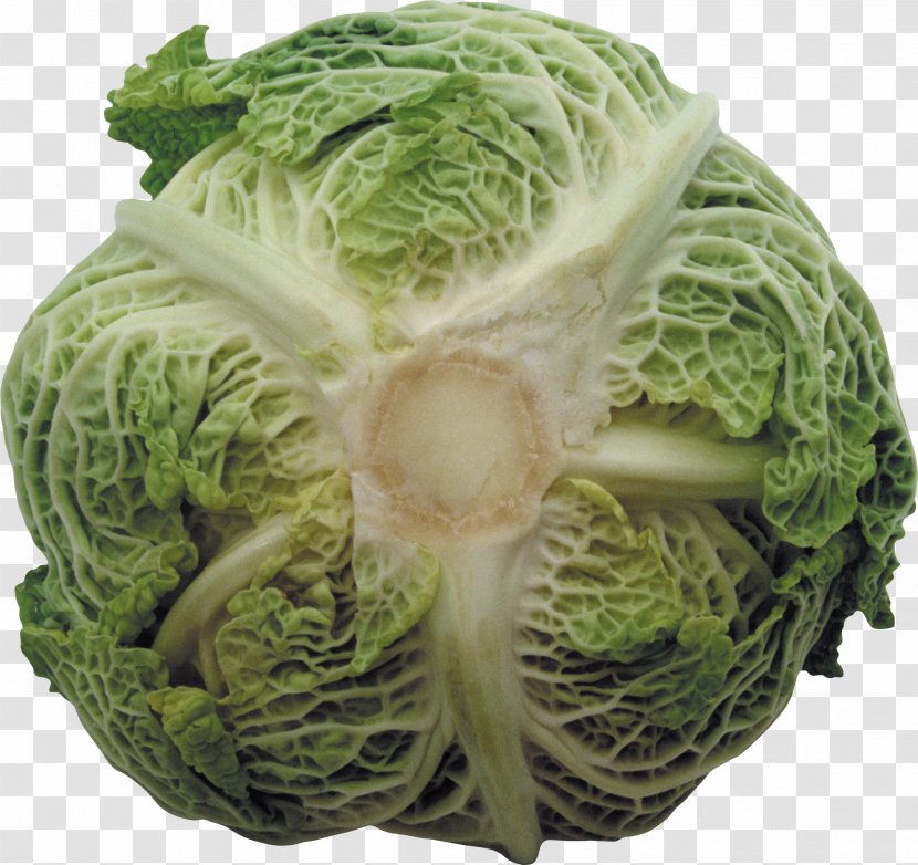 Savoy Cabbage Cruciferous Vegetables Collard Greens Spring - Vegetable - Chillicoriandermintgreen Transparent PNG