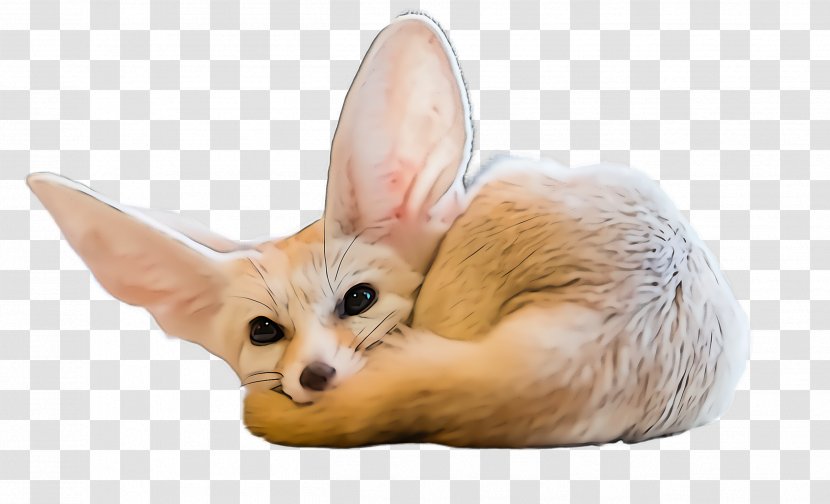 Fennec Fox Snout Ear Wildlife - Fawn Transparent PNG