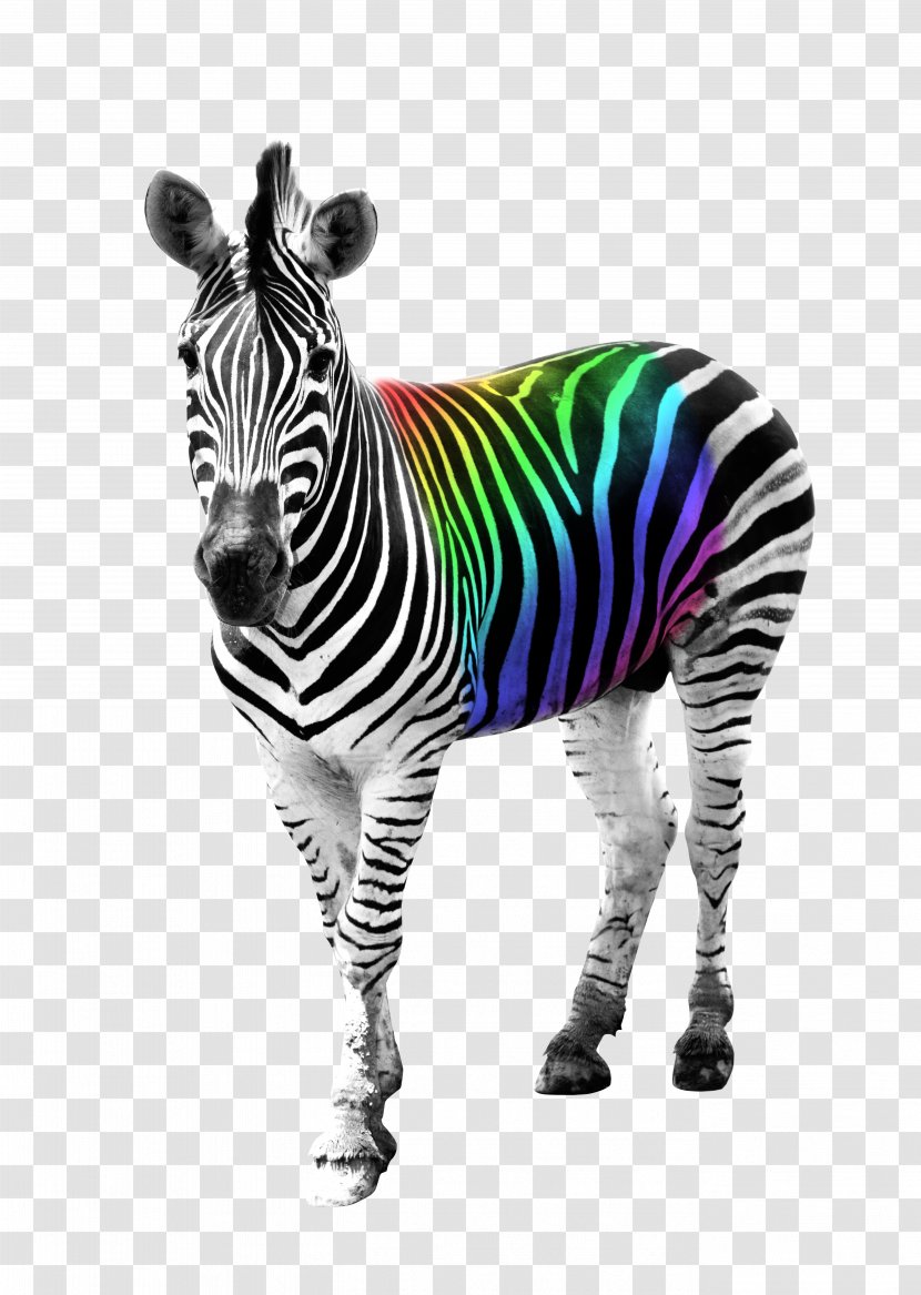 Flamingo Land Burchell's Zebra Hinny Horse - Zoo Transparent PNG